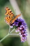 Comma (polygonia C-album) Stock Photo