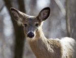 Beautiful Isolated Background With A Funny Wild Deer In The Forest Stock Photo