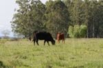 Cows Grazing In The Green Argentine Countryside Stock Photo