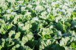 Cabbage On The Mountain Stock Photo