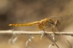 Scarlet Darter (crocothemis Erythraea) Dragonfly Stock Photo