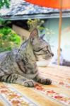 Cat Chilling Out On Dinner Table Stock Photo