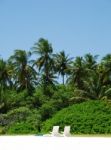 Coconut Palm Trees With White Chairs (honeymoon Concept) Stock Photo