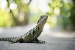 Water Dragon Outside During The Day Stock Photo