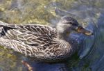 Beautiful Background With A Duck Stock Photo