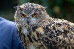 Eurasian Eagle-owl (bubo Bubo) Stock Photo