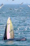 Bryde Whale And Seagull Stock Photo