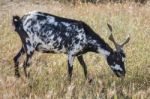 Black And White Goat In A Pasture Stock Photo