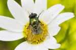 Green Metallic Bottle Fly Stock Photo