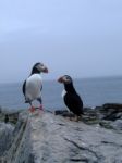 Puffins Stock Photo