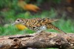 White Thrush Stock Photo