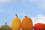 Pumpkins With Sky Background Stock Photo