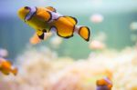 Cartoon Fish Near Sea Anemone Stock Photo