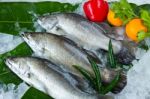 Fresh Seabass Stock Photo