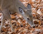 Beautiful Image Of The Cute Deer Eating Leaves Stock Photo