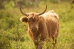 Country Cows Stock Photo