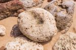 Dead Coral Flower Shape, At Kalim Bay, Phuket, Thailand Stock Photo