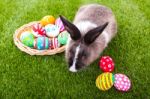 Rabbit And Easter Eggs In Green Grass Stock Photo