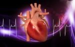 Human Heart Stock Photo