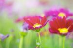 Starburst Flowers With Blurred Background Stock Photo