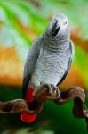 African Grey Parrot Stock Photo