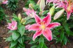 Stargazer Lily Flower Stock Photo