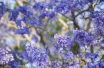 Colourful Blooming Jacaranda Tree Stock Photo