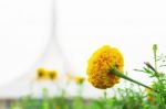 Marigold In The Park Stock Photo