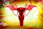 Female Reproductive System Stock Photo