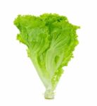 Lettuce Isolated On White Background Stock Photo