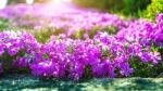 Flower With Sunlight In Spring. Nature Background In Spring Stock Photo