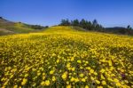 Hill Of Yellow Marigold Flowers Stock Photo