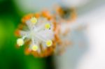 Carpel Of The White Hibiscus Flowers Stock Photo