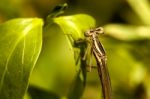 Damselfly Insect Stock Photo