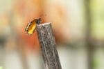 Yellow Black Pattern Butterfly On Wood Stock Photo