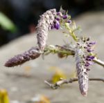 Wisteria Bursting Into Life Stock Photo