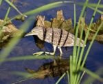 Isolated Image With A Funny Black-crowned Night Heron Walking In The Water Stock Photo