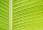 Banana Leaf Stock Photo