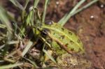 Edible Frog (pelophylax Esculentus) Stock Photo