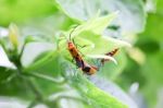 Red Cotton Bug Stock Photo