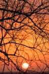 Branch Silhouette Sunset Stock Photo