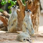 Meerkat Stock Photo