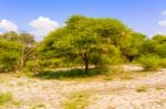 Landscape In Botswana Stock Photo