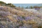 European Marram Grass Stock Photo