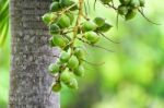 Betel Nut Stock Photo