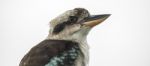 Kookaburra Gracefully Resting During The Day Stock Photo