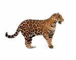 Jaguar ( Panthera Onca ) Isolated Stock Photo