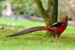 Golden Pheasant Or Chinese Pheasant Stock Photo