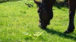 Horse In The Country Side Of Russia Stock Photo