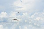 Pigeon Flies In The Blue Sky In A Sunny Day Stock Photo